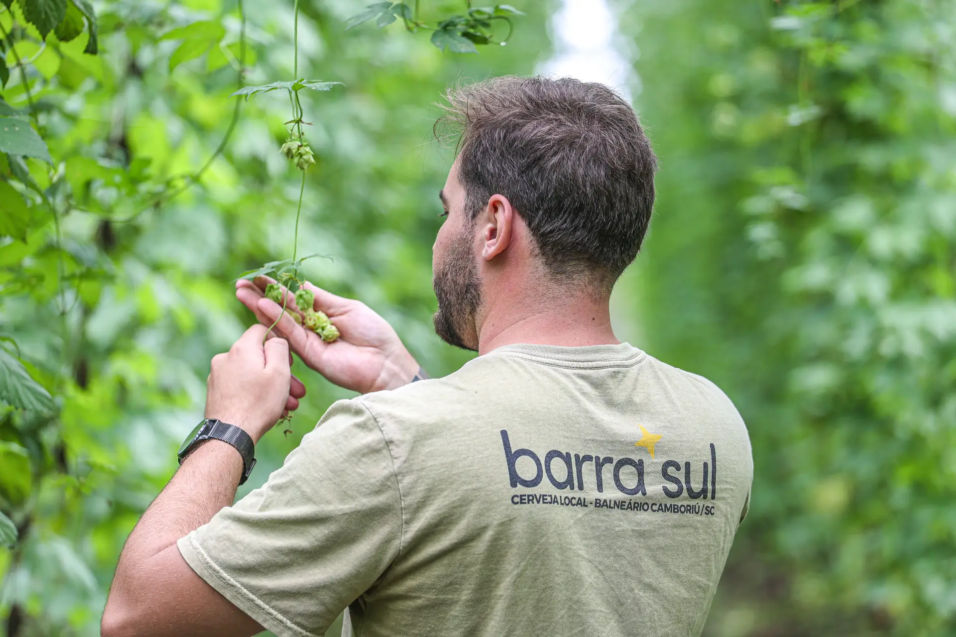 Cervejeiro da Barra Sul conferindo cones de lúpulo na plantação